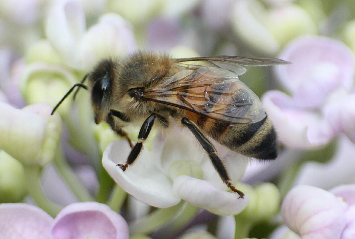 Apis mellifera